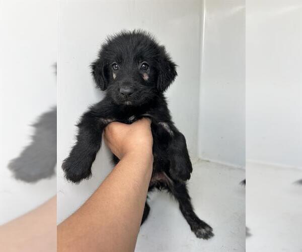 Medium Photo #1 Labrador Retriever-Unknown Mix Puppy For Sale in Houston, TX, USA