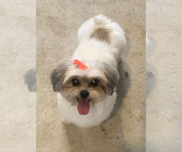 Medium Photo #6 Shih Tzu-Unknown Mix Puppy For Sale in Santa Clarita, CA, USA