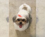 Small #5 Shih Tzu Mix
