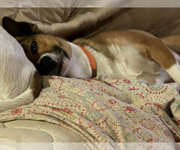 Medium Photo #4 Mutt Puppy For Sale in Germantown, OH, USA