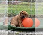 Small #5 Boerboel