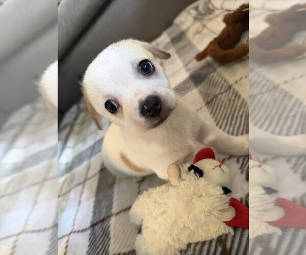 Medium Photo #3 Chihuahua-Unknown Mix Puppy For Sale in Mooresville, NC, USA