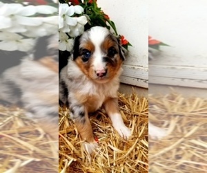 Miniature Australian Shepherd Puppy for sale in GASTON, OR, USA