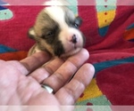 Small Photo #9 Pembroke Welsh Corgi Puppy For Sale in RAMONA, OK, USA