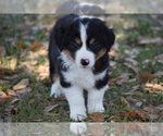 Small Photo #8 Miniature American Shepherd Puppy For Sale in PUNTA GORDA, FL, USA