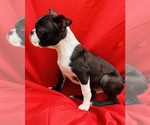 Small Photo #3 Faux Frenchbo Bulldog Puppy For Sale in WATERVLIET, NY, USA