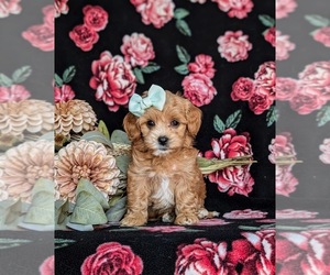 Maltipoo Puppy for sale in NEW PROVIDENCE, PA, USA