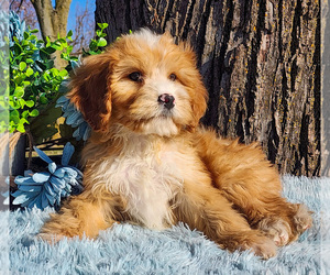 Medium Cavapoo (Miniature)-Poodle (Standard) Mix