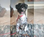 Small Photo #1 Shih Tzu-Unknown Mix Puppy For Sale in Salt Lake City, UT, USA