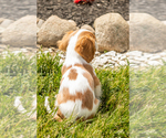 Small #6 Cavalier King Charles Spaniel