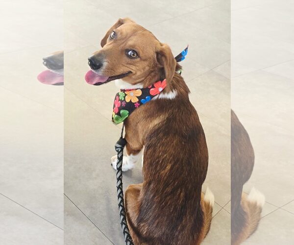 Medium Photo #2 Doxle Puppy For Sale in Lee's Summit, MO, USA