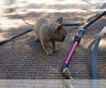 Small Photo #9 French Bulldog Puppy For Sale in LOUISVILLE, CO, USA