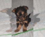 Small Photo #330 Yorkshire Terrier Puppy For Sale in AKRON, OH, USA