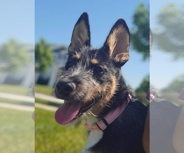 Medium Photo #4 Mutt Puppy For Sale in New London, WI, USA
