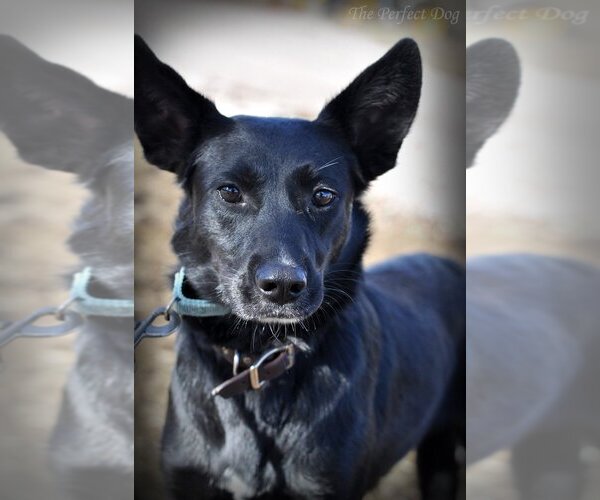 Medium Photo #7 German Shepherd Dog Puppy For Sale in Milpitas, CA, USA