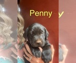 Puppy Penny Labrador Retriever