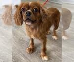 Small Cavalier King Charles Spaniel