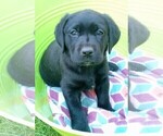 Small #1 Labrador Retriever
