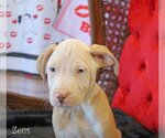 Small Photo #6 Mutt Puppy For Sale in Wakefield, RI, USA