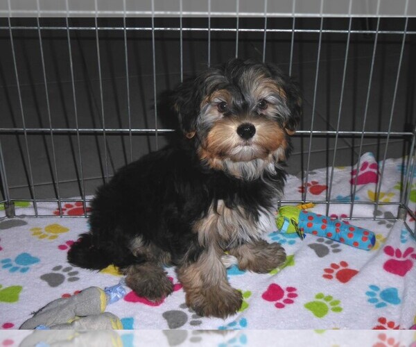 Medium Photo #8 Havashire Puppy For Sale in ORO VALLEY, AZ, USA
