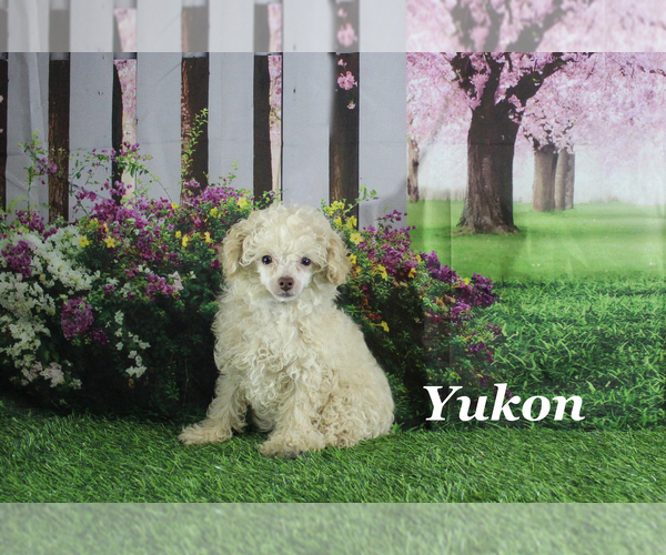 Medium Photo #1 Poodle (Toy) Puppy For Sale in CHANUTE, KS, USA