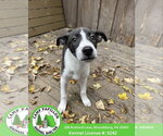 Tonka - Male Mutt Dog for Adoption - Small photo