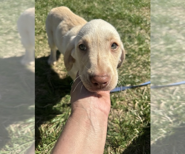 Medium Photo #8 Labrador Retriever Puppy For Sale in MADISON, NC, USA