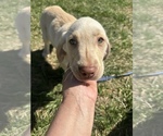 Small Photo #8 Labrador Retriever Puppy For Sale in MADISON, NC, USA