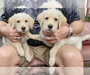 Labradoodle Puppy for sale in RED WING, MN, USA