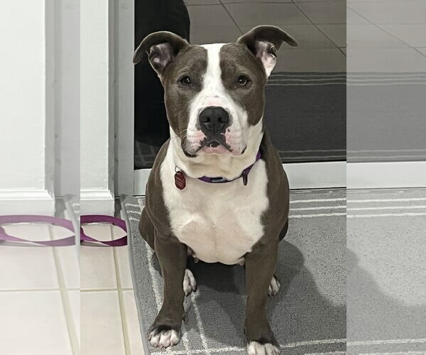 Medium Photo #2 Mutt Puppy For Sale in west Palm Beach, FL, USA