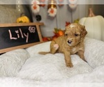 Puppy Lily Bernedoodle