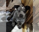 Small #3 Texas Heeler
