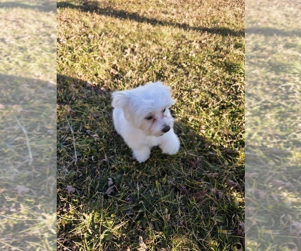 Medium Photo #3 Maltese Puppy For Sale in GRANGEVILLE, ID, USA