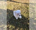 Small Photo #4 Maltese Puppy For Sale in GRANGEVILLE, ID, USA