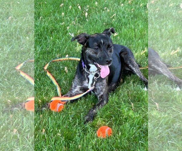 Medium Photo #11 Mutt Puppy For Sale in Woodbury, NY, USA
