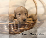 Small Photo #22 Labradoodle Puppy For Sale in CONNERSVILLE, IN, USA