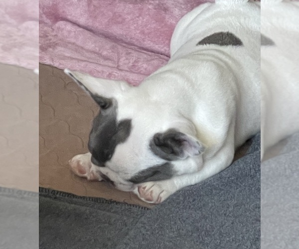 Medium Photo #6 French Bulldog Puppy For Sale in PERRIS, CA, USA