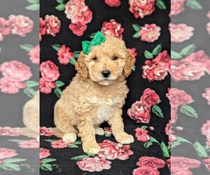 Goldendoodle-Poodle (Miniature) Mix Puppy for sale in KIRKWOOD, PA, USA