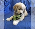 Small Photo #4 Golden Labrador Puppy For Sale in LIVE OAK, FL, USA