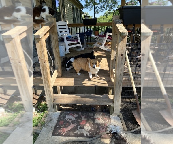 Medium Photo #1 Pembroke Welsh Corgi Puppy For Sale in LONDON, KY, USA