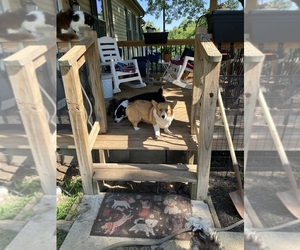 Mother of the Pembroke Welsh Corgi puppies born on 04/26/2026