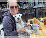 Small #8 Jack Russell Terrier Mix
