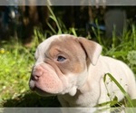 Small Photo #7 American Bully Puppy For Sale in PORTLAND, OR, USA