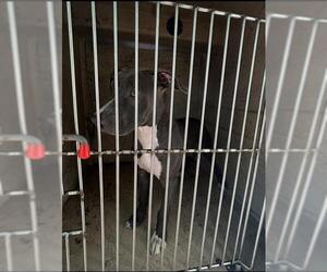 American Pit Bull Terrier Dogs for adoption in Louisville, KY, USA