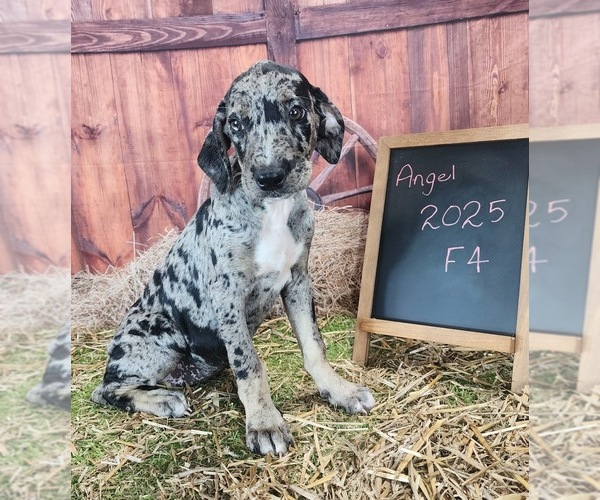 Medium Photo #11 Catahoula Leopard Dog Puppy For Sale in CUMBY, TX, USA