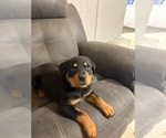 Small #8 Rottweiler