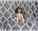 Small #11 Black Mouth Cur-Treeing Walker Coonhound Mix