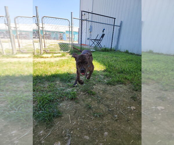 Medium Photo #5 American Pit Bull Terrier-Pointer Mix Puppy For Sale in Evansville, IN, USA