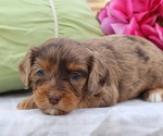 Puppy Duncan Cavapoo