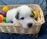 Small Photo #9 Great Pyrenees Puppy For Sale in MOUNT AIRY, NC, USA